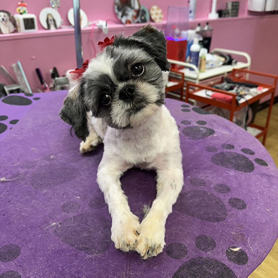 A freshly groomed shih tzu with a red bow at Bows N Paws