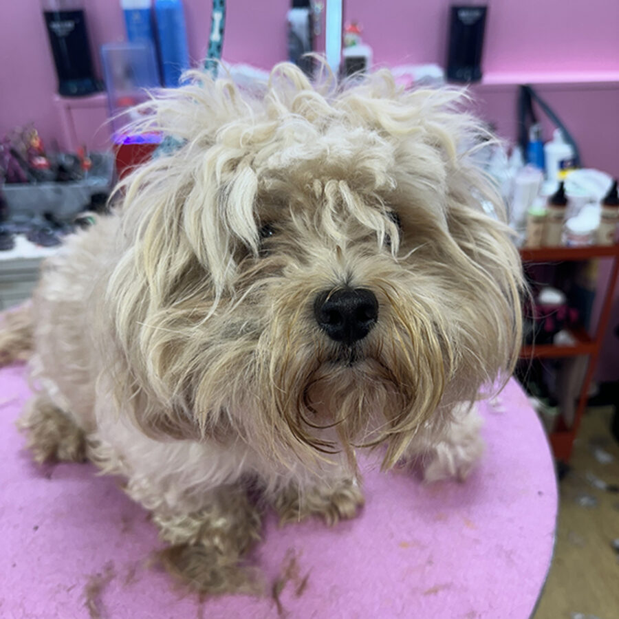 Before: the same dog before grooming