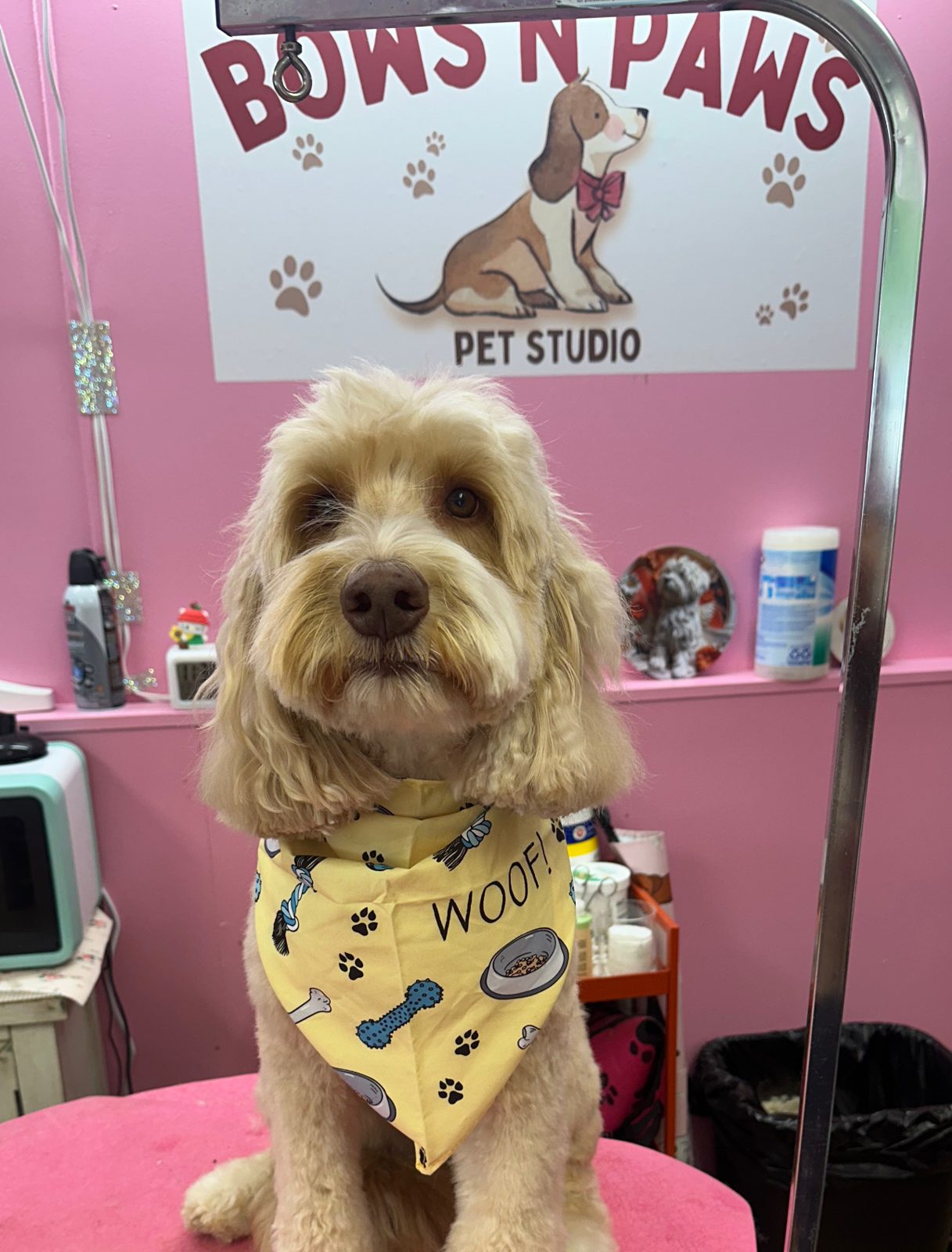 An aussiedoodle in a yellow Woof bandana