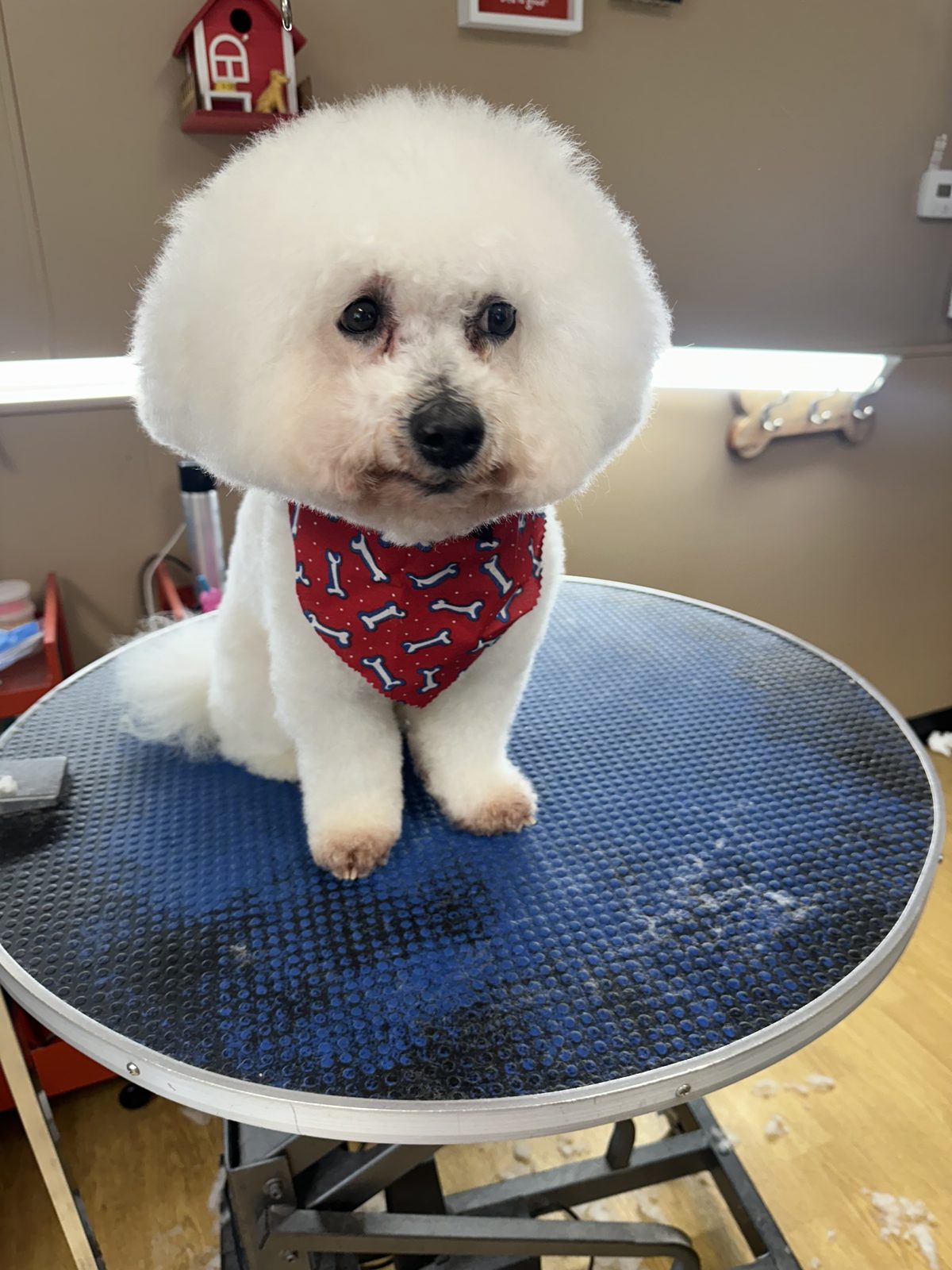 A bichon with a full round trim and a red bandana