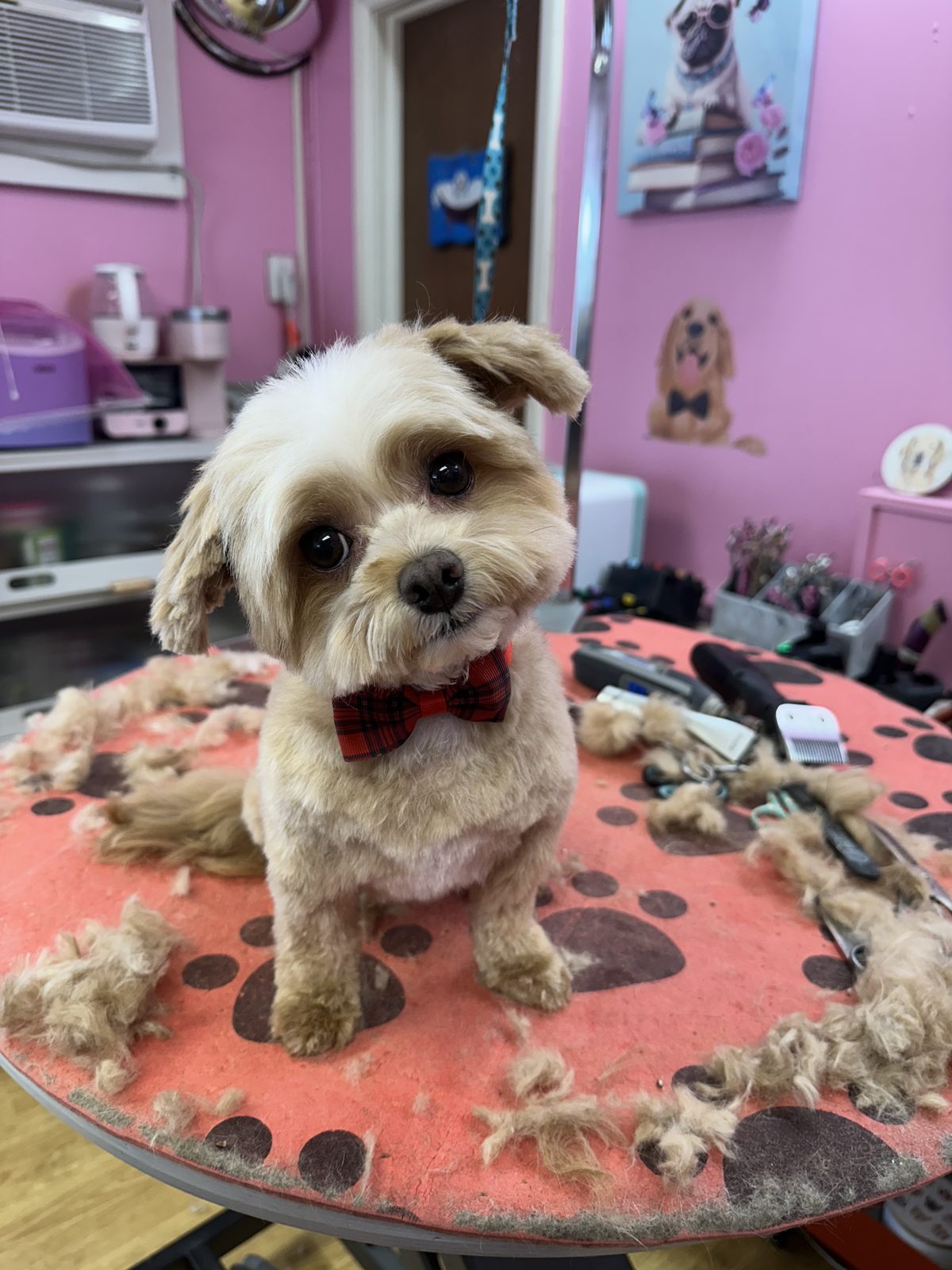 A cavapoo with a red bow tie, trimmings still on the table