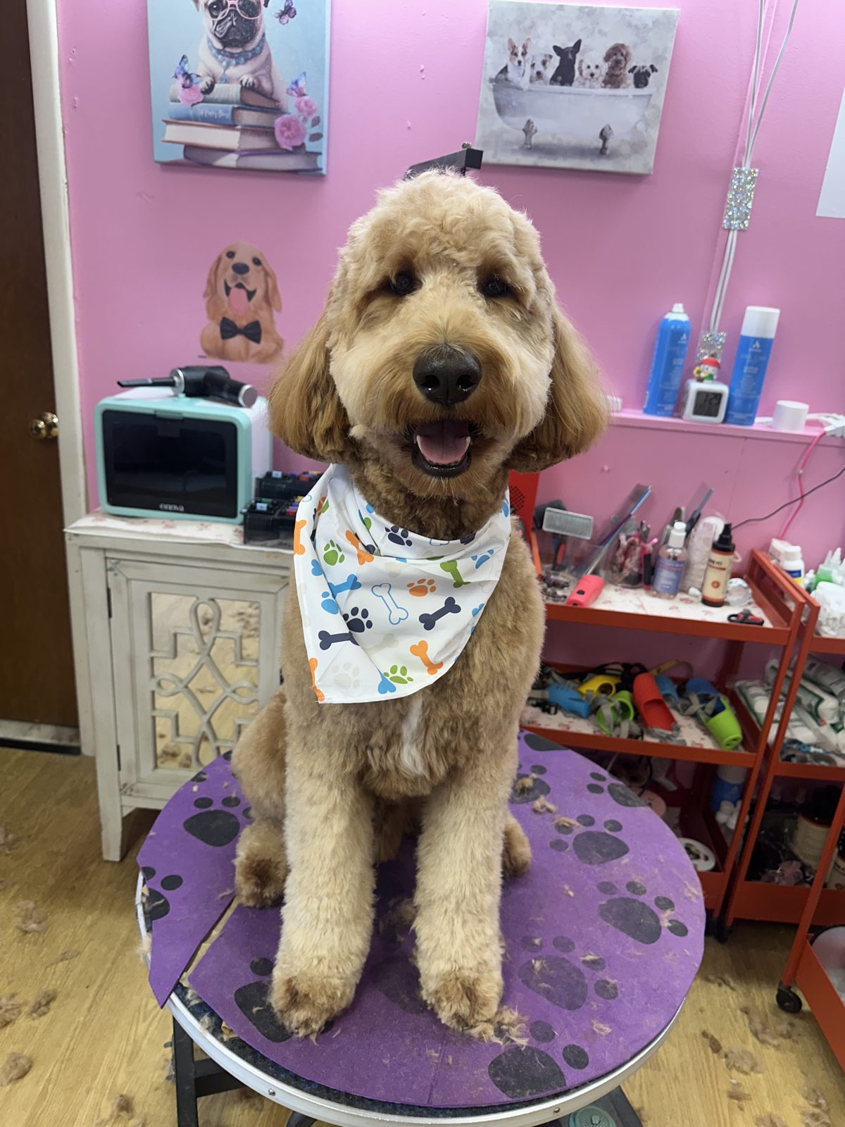 A goldendoodle in a paw-print bandana after a full groom