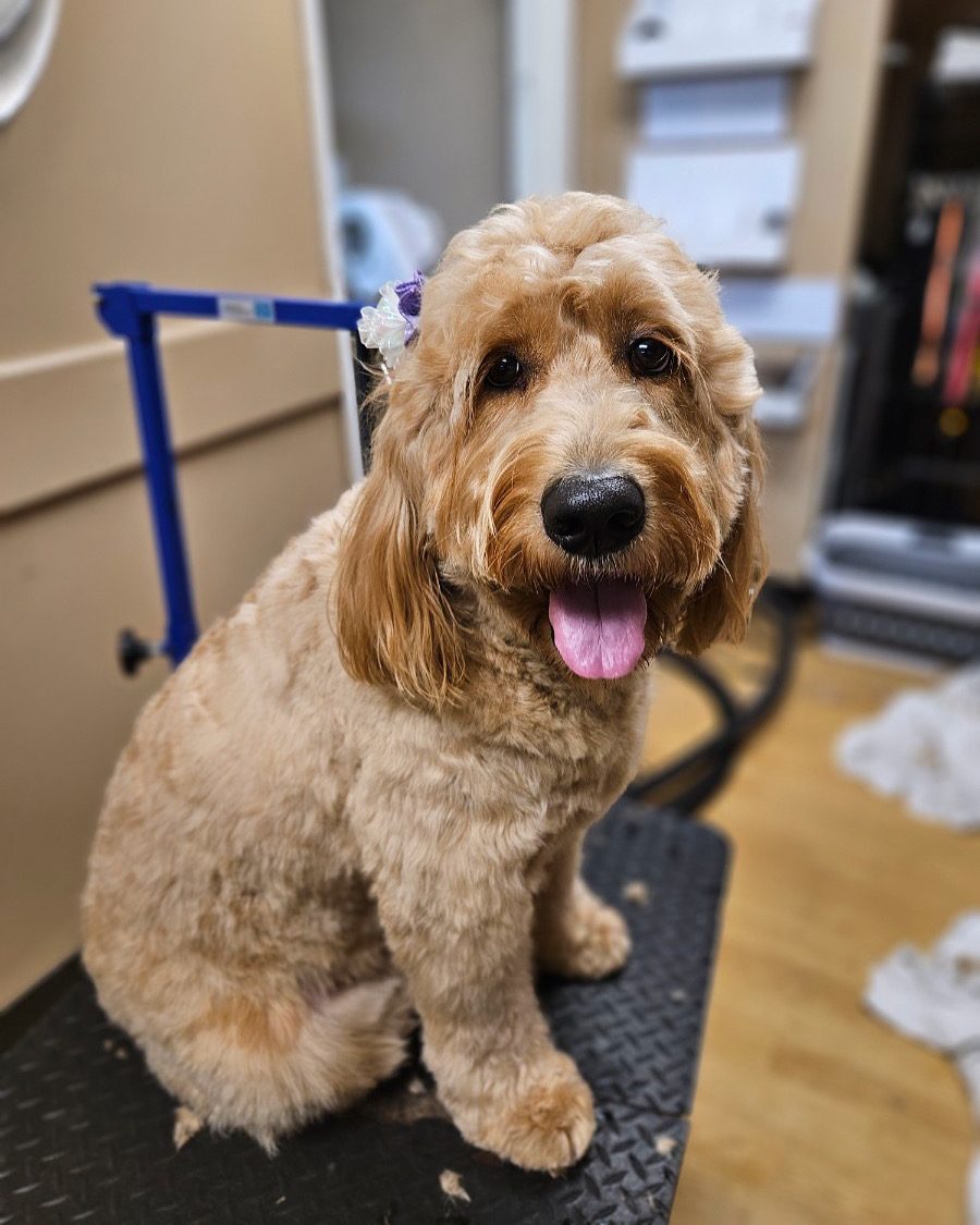 A goldendoodle grinning after a groom