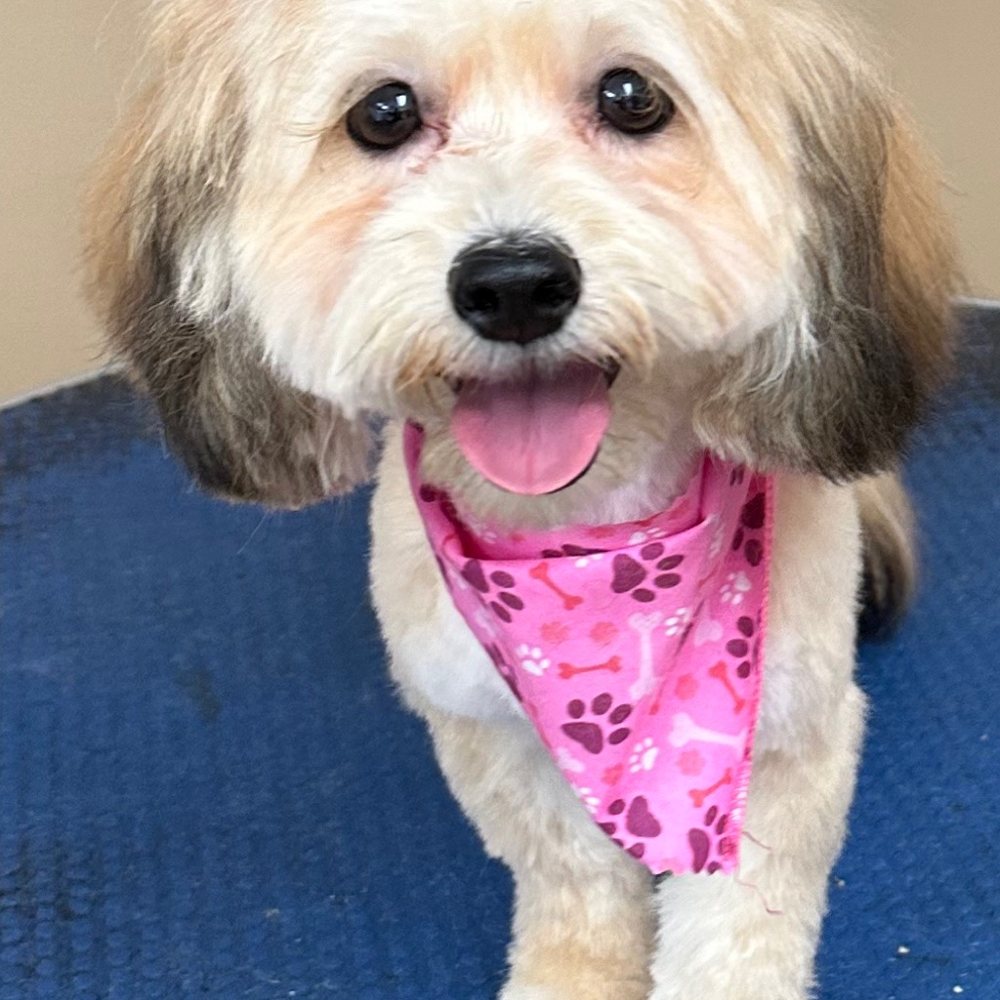 After: a havanese with a short, even coat, a pink bandana and bows
