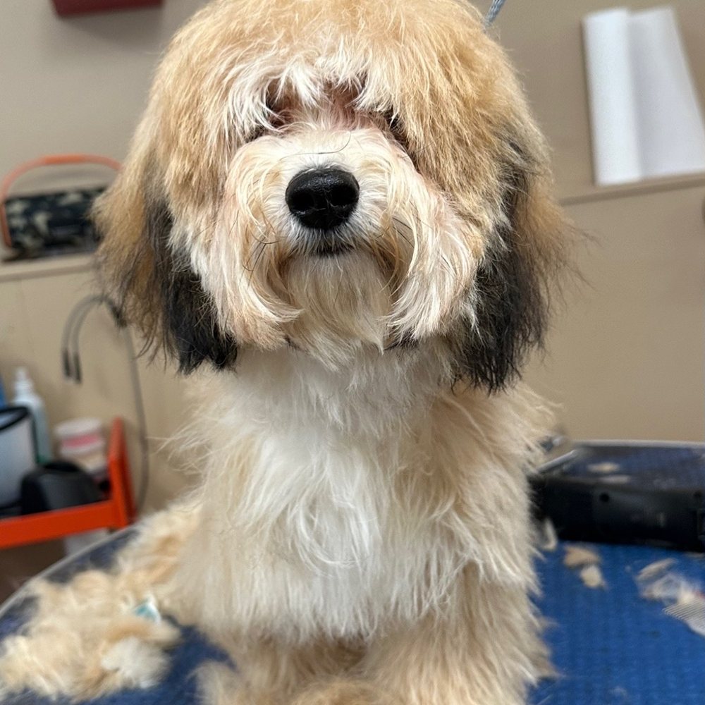 Before: the same havanese before the groom, coat matted over the eyes