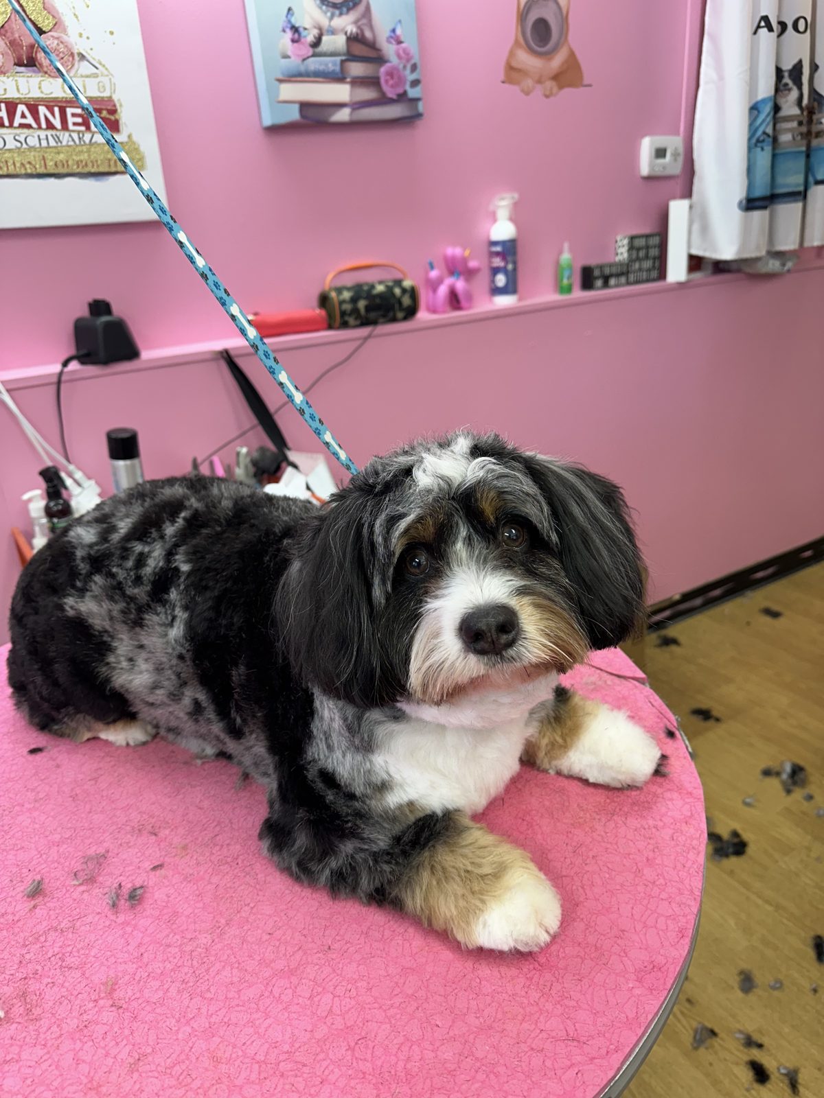 A black and white havanese lying calmly on the grooming table