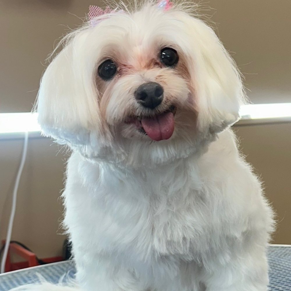 After: a maltese with a tidy round face and a pink bow