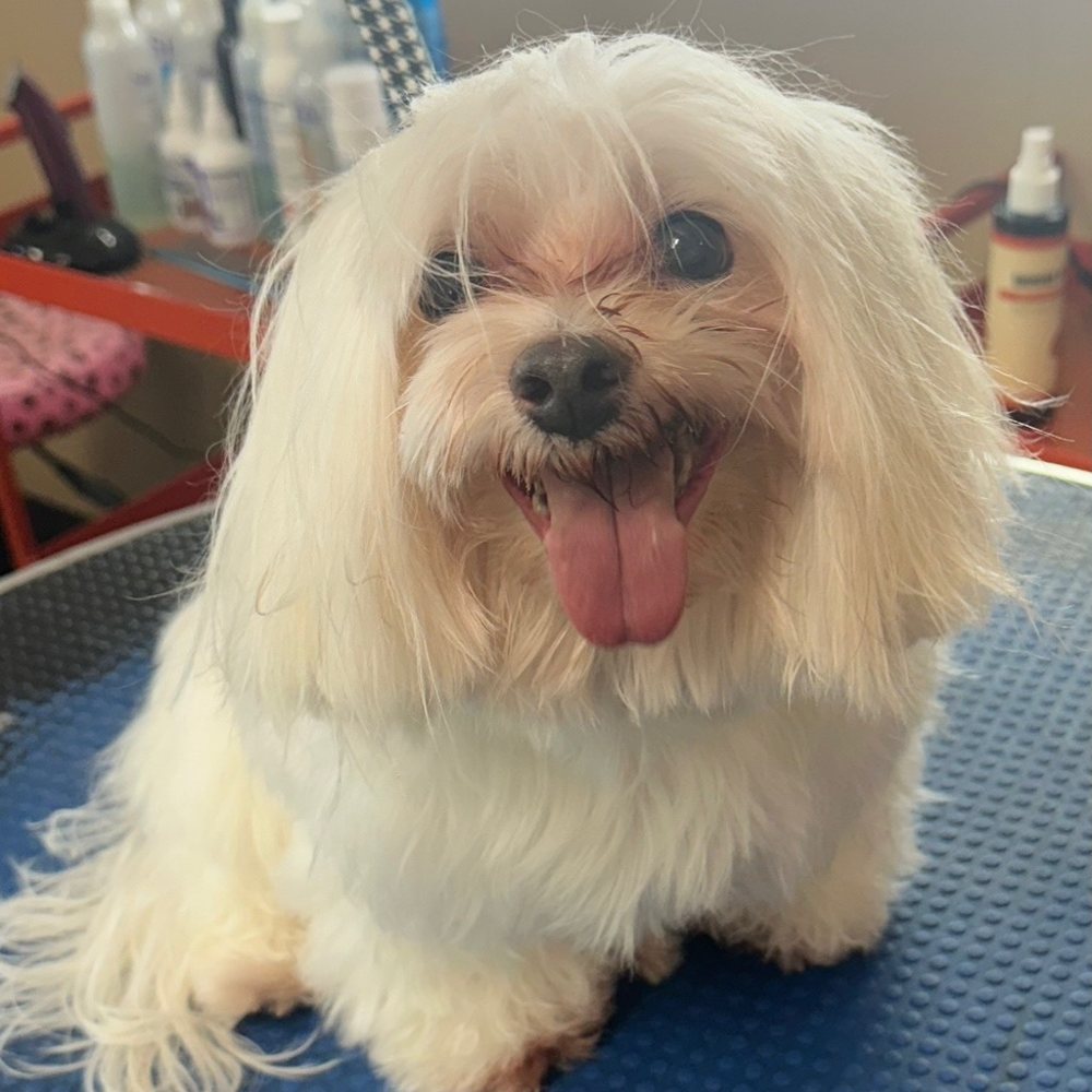 Before: the same maltese with a shaggy, overgrown coat