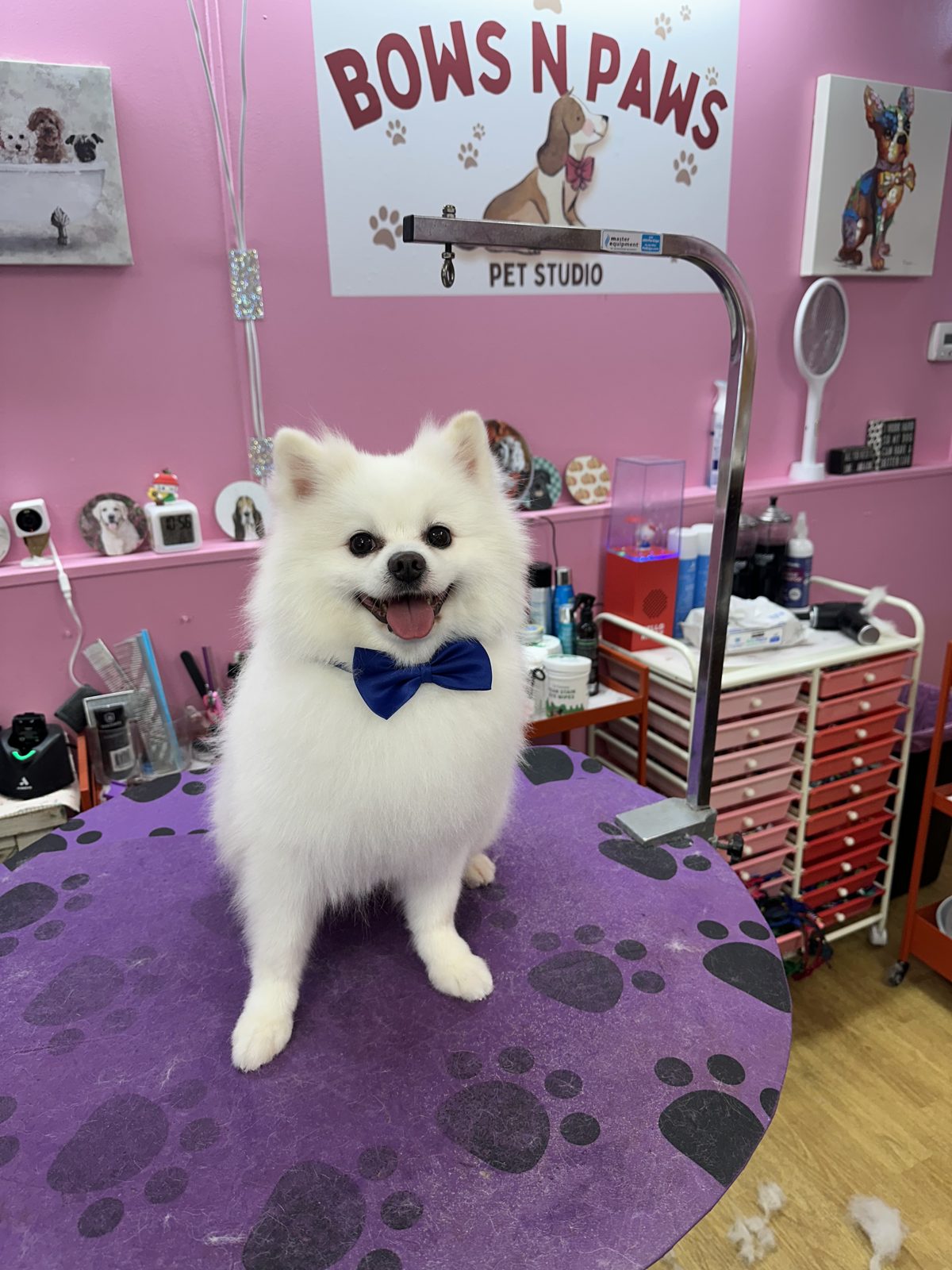 A white pomeranian in a blue bow tie on the purple table