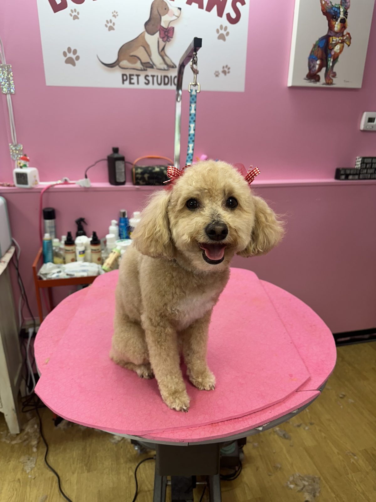 A cream poodle smiling on the pink table