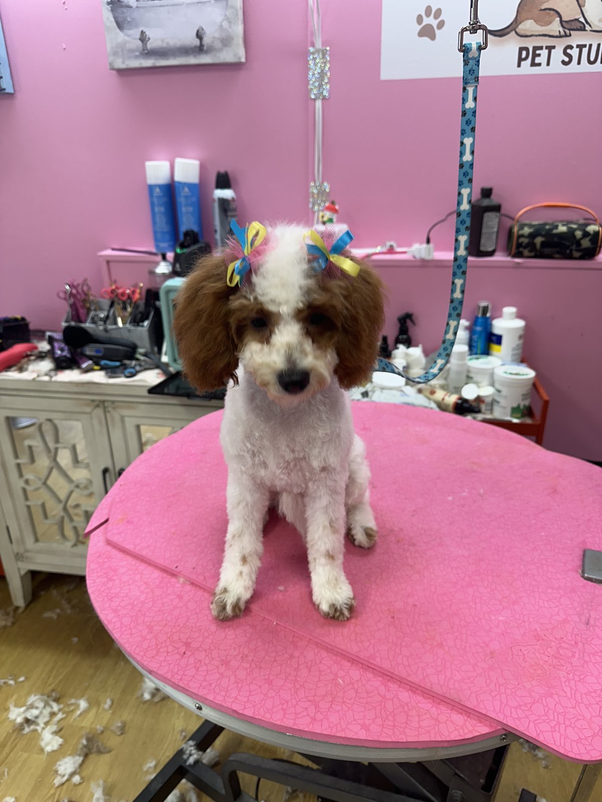 A parti poodle with rainbow bows and a fresh face trim