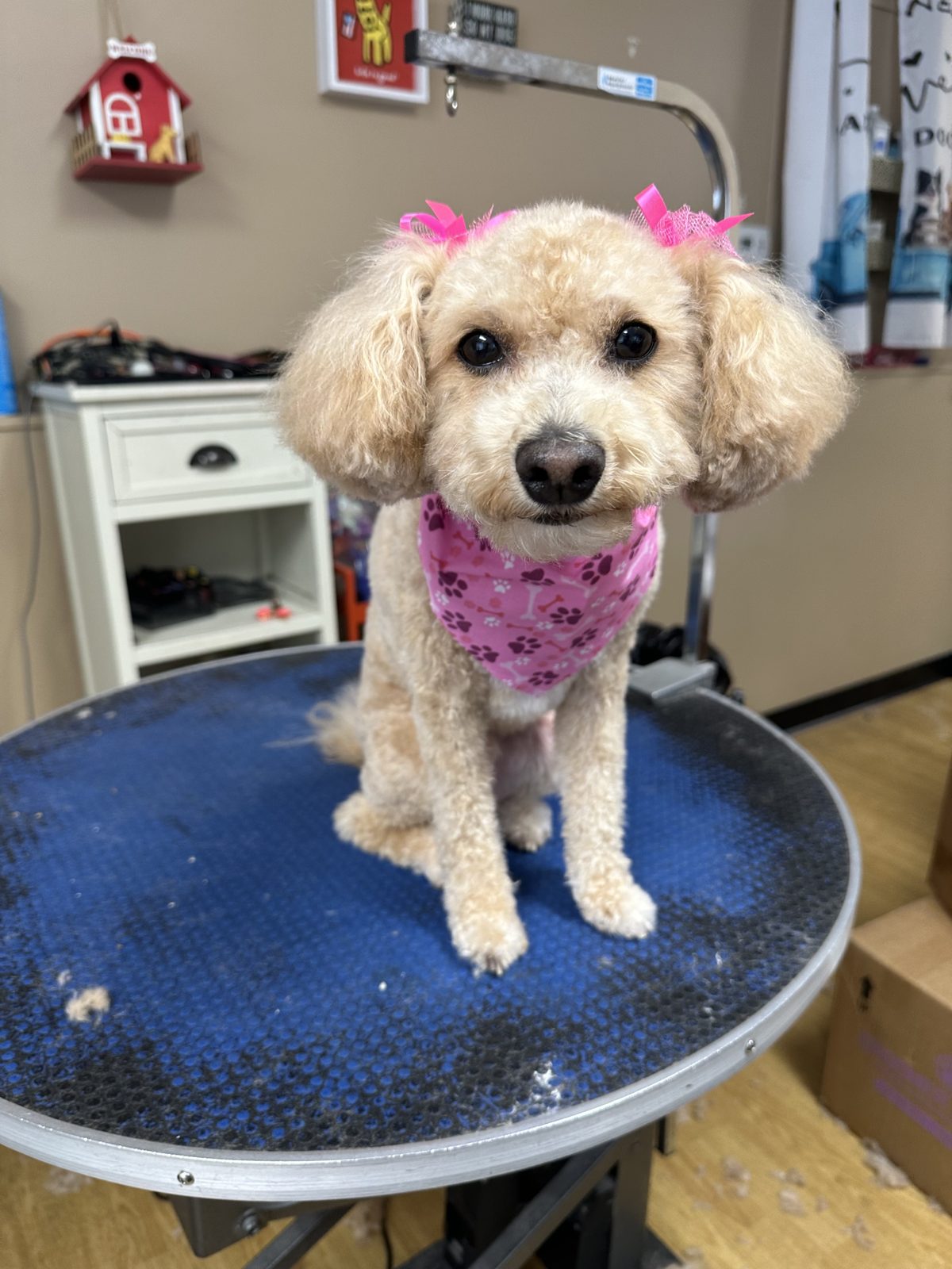 An apricot poodle with pink bows and a paw-print bandana