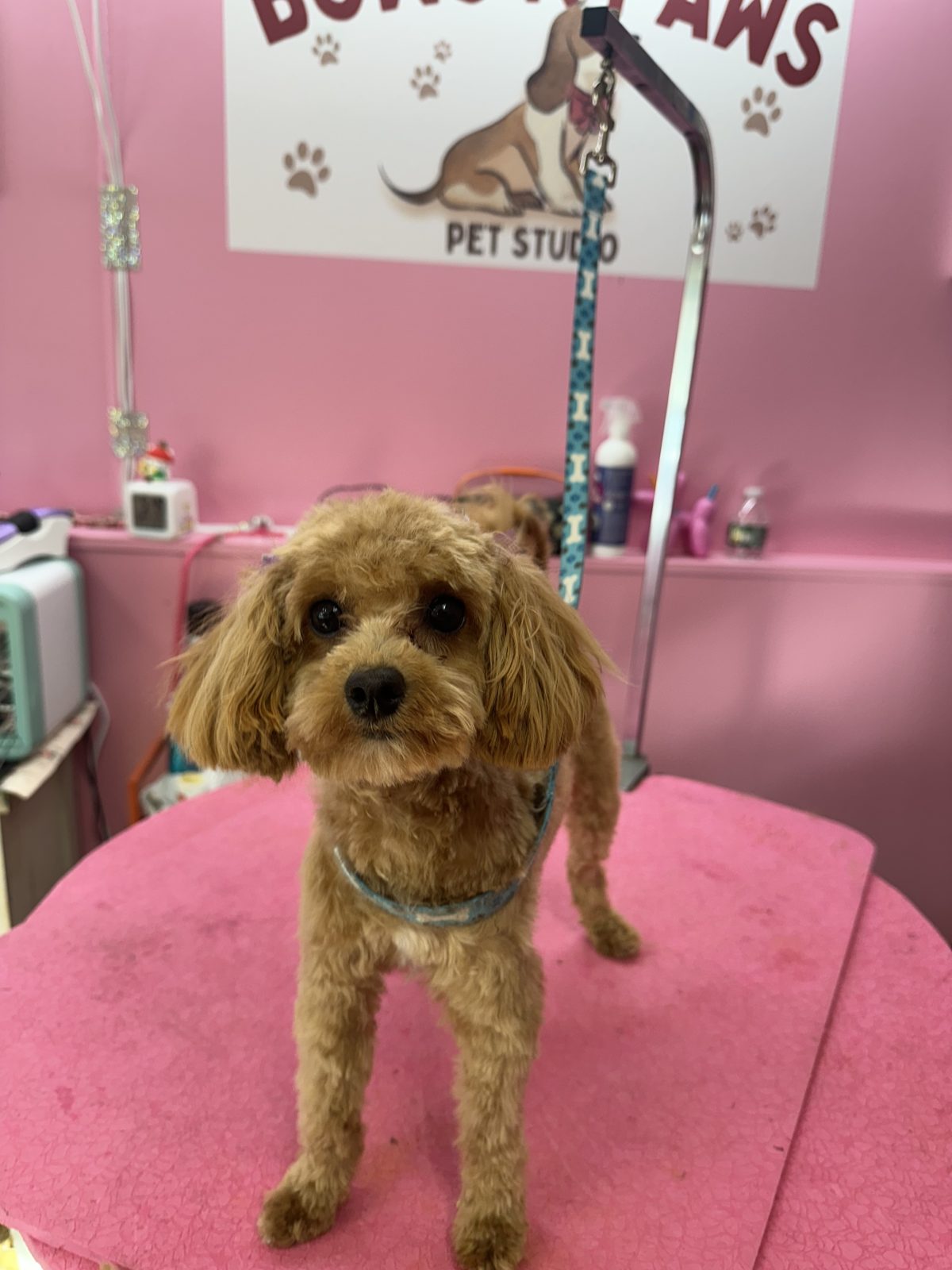 A red toy poodle after a teddy bear trim