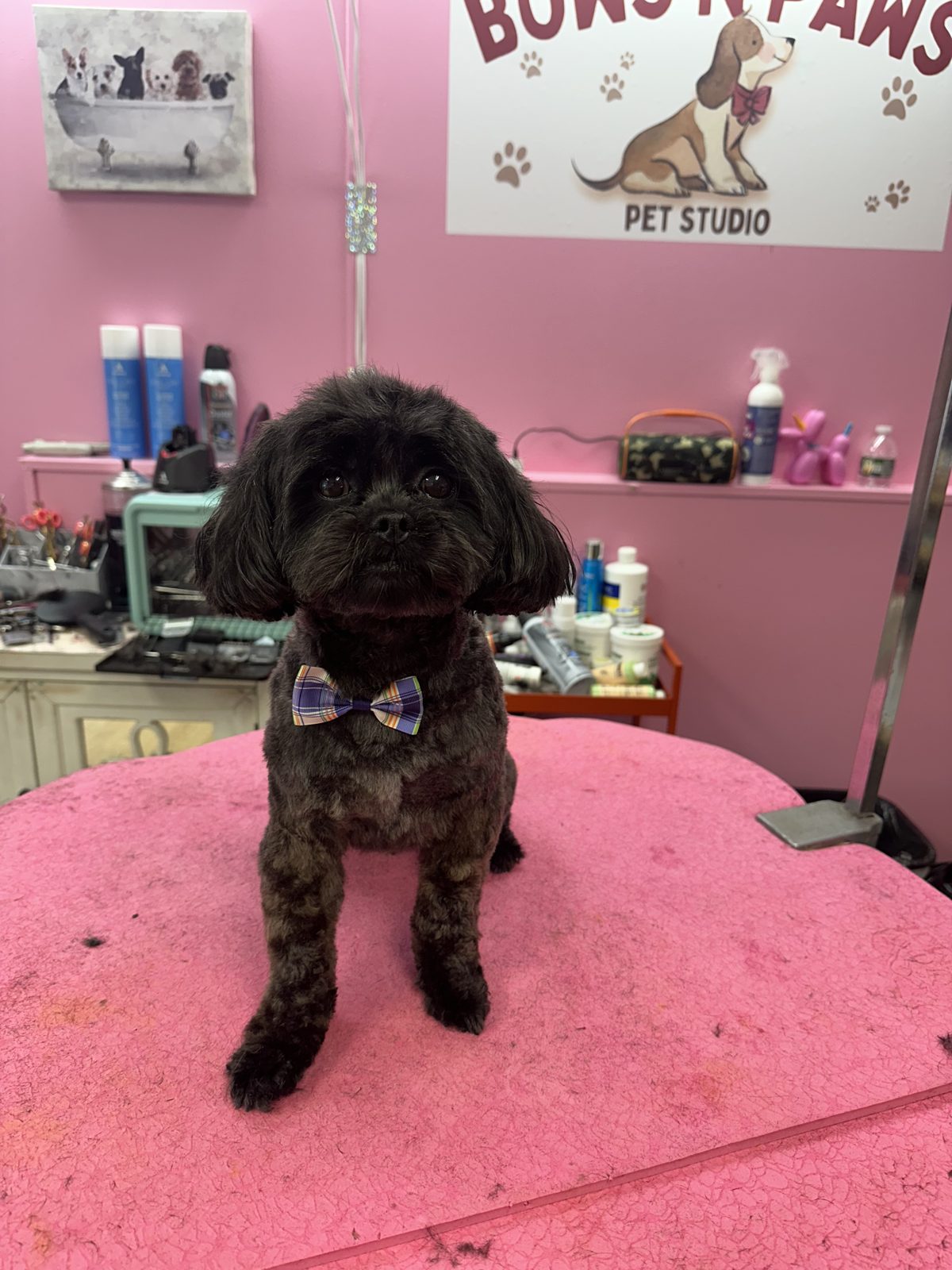 A black shih-poo wearing a plaid bow tie