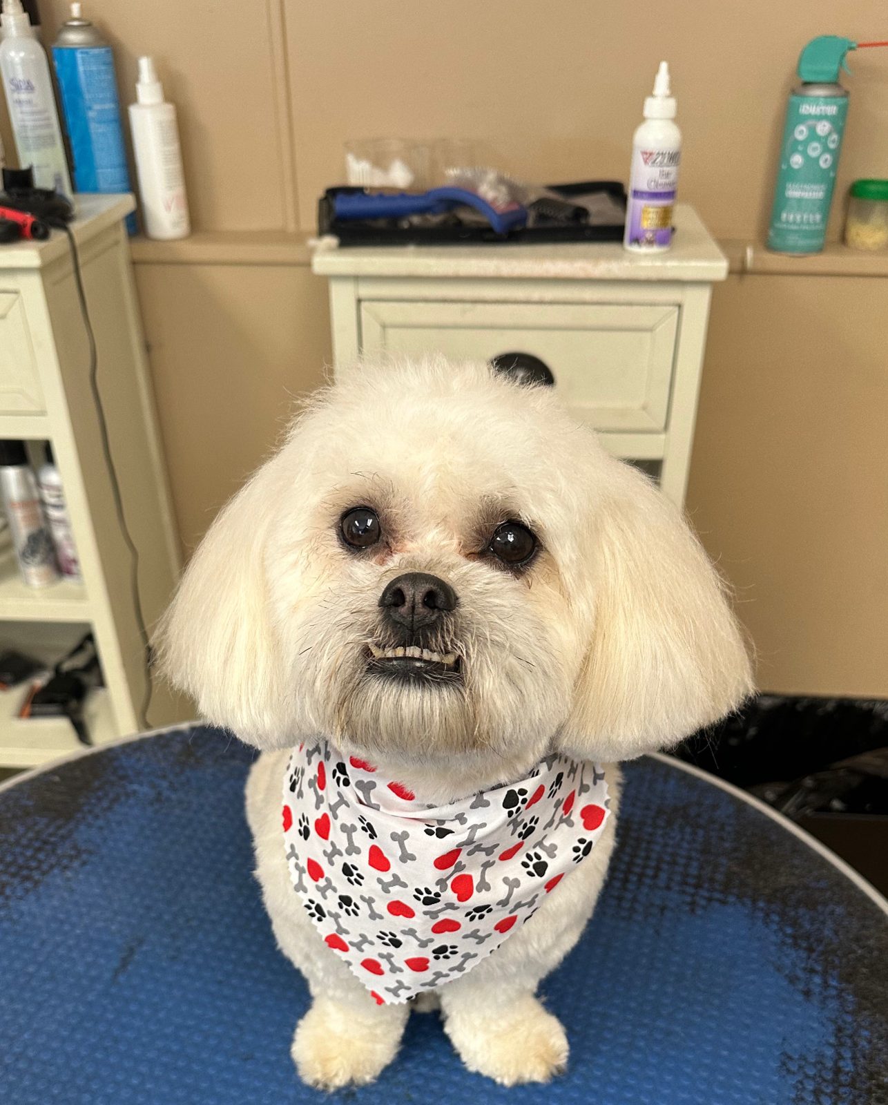 A cream shih tzu in a paw-print bandana
