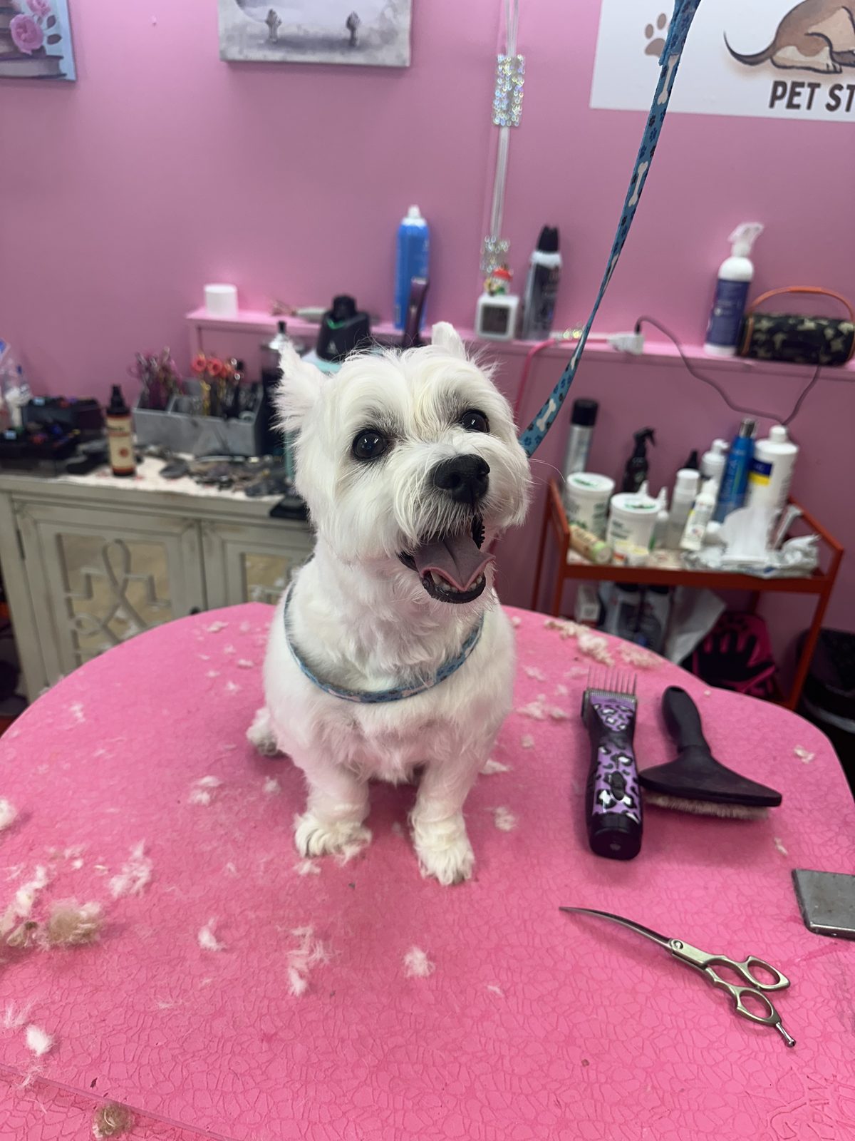 A westie on the table next to the clippers and scissors after a trim