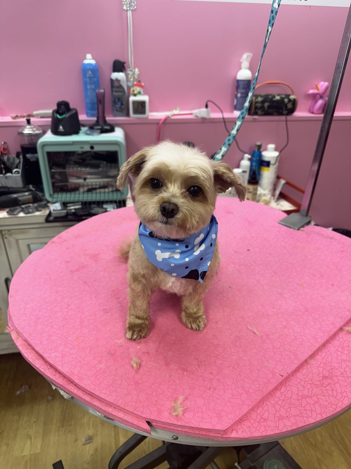 A yorkie mix in a blue bandana after a puppy cut